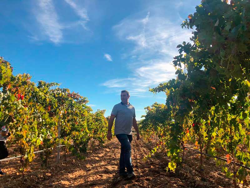 VINO-RIBERA-DEL-DUERO-SORIA-ZAYAS-DE-BASCONES