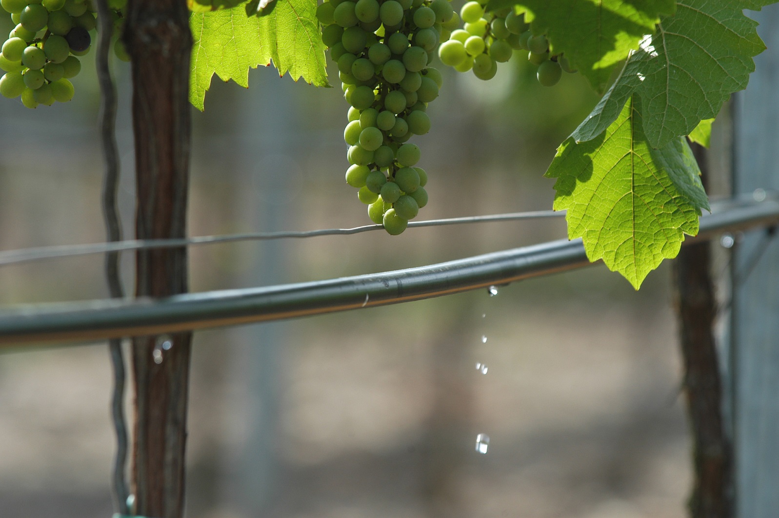 ribera del duero riego